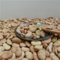 Fabricante de China al por mayor de gran tamaño seco haba faba Bean Fava Bean